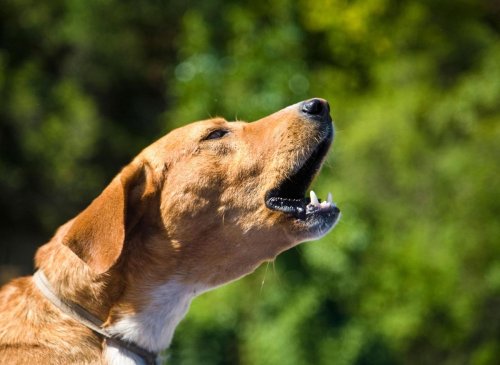 Peaceful Dogs: These are the 10 quietest breeds of adorable dog least likely to bark and howl - including the loving Greyhound 🐶