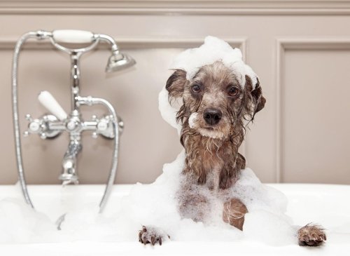 Dog Baths 2022: These are 10 expert tips on the best way to bath and wash your adorable dog 🐶