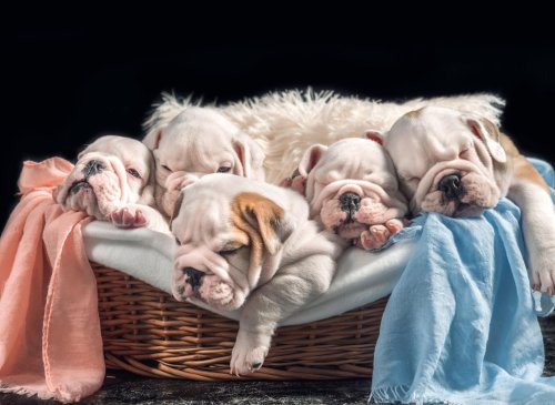 These are 10 fun and fascinating facts you need to know about the loving Bulldog