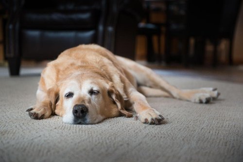 Arthritis In Dogs: 5 telltale signs that your adorable dog is suffering from arthritis and sore joints 🐕