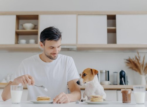 Two canine-friendly pancake recipes your adorable dog with love this Shrove Tuesday