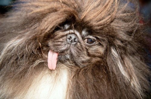 Ugliest Dogs 2023: HeRE are 16 adorable dogs that are officially ugly ...