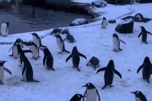 Edinburgh Zoo webcam captures the adorable moment penguins play in the