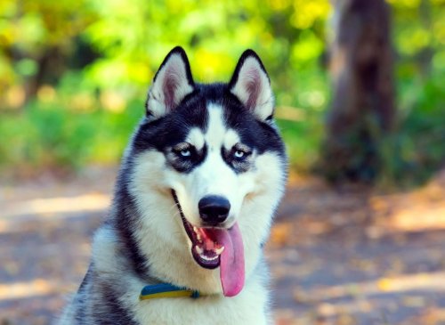 Siberian Husky Trivia: Here are 10 fun dog facts you should know about ...