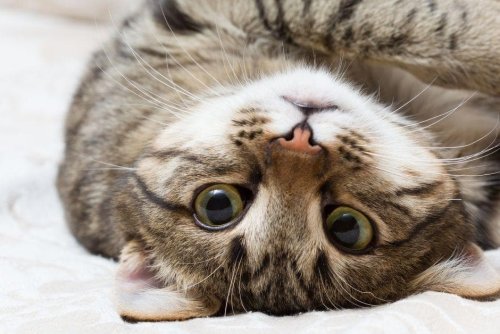 Best Cats For Quick Bonding: 10 breeds of friendly cat that will love to play games with their owners - including the clever Manx cat breed