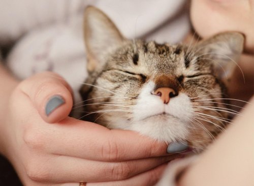 Signs your cat loves you: Here are 10 things your loving cat does to show they love you