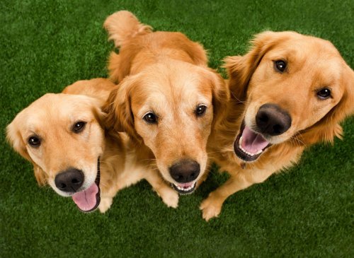 Golden Retriever names: These are the 10 most popular puppy names for loving Golden Retriever dogs