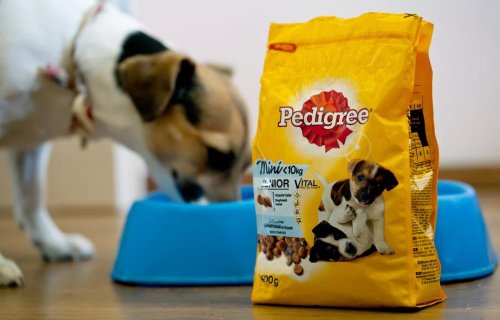 Some popular dog food brands are being recalled - here's what to do if