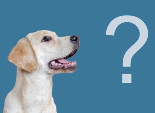 Dog Myths: Here are 15 myths about adorable dogs fact-checked by a vet ...