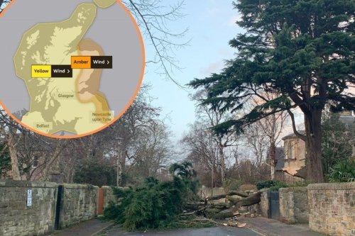 Storm Malik is causing havoc across the Lothians with gale-force winds knocking down trees and causing travel disruption