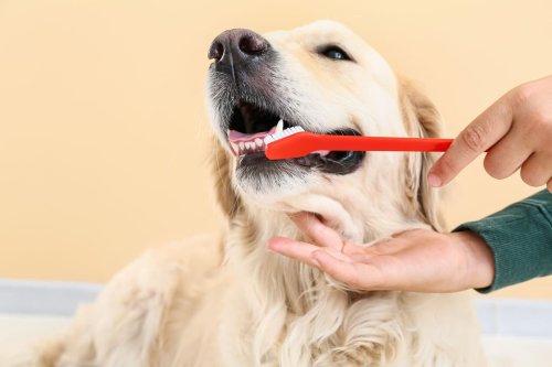 Should I brush my dog's teeth? Here's an expert's advice on keeping your pup's teeth healthy