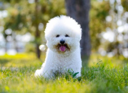 These are 10 fun and interesting dog facts about the adorable and popular Bichon Frise
