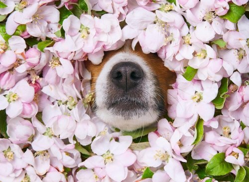Dogs With Allergies: These are the signs that your adorable dog is suffering from allergies - and how to avoid them 🐕