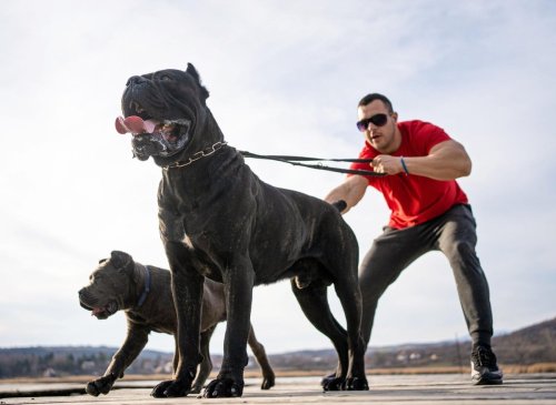 World's 10 strongest breeds of adorable dog - powerful pet pups including the loyal Rottweiler