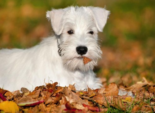 Top Miniature Schnauzer Facts: Here are 10 fun dog facts you need to know about the adorable Miniature Schnauzer dog 🐕
