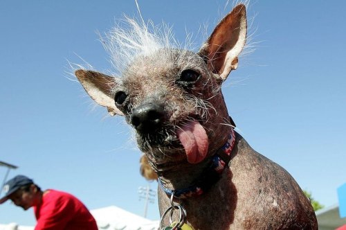 Ugly Dogs 2022: These are the most adorably ugly dog breeds in the world - including the loving Chinese Crested 🐕
