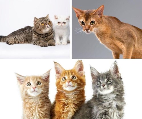 Most Affectionate Cat Breeds: Here Are The 10 Most Friendly Breeds Of ...