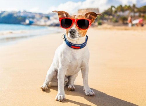 Here are the 10 breeds of dog that thrive in warm climates - happy to soak up the heat in summer