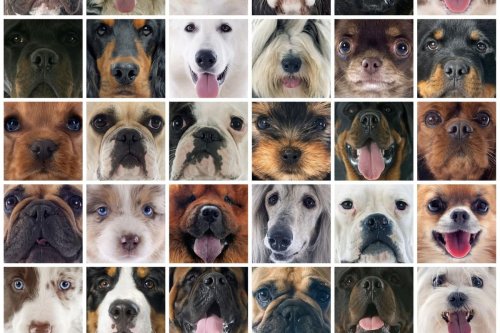Dogs With Short Lives: Here are the 10 breeds of adorable pedigree dog with the shortest average livespans - including the loving Saint Bernard 🐶