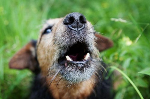 Noisy Dogs: These are the 10 loud breeds of adorable dog most likely to ...