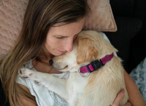 Affectionate Dogs: Here are the 10 most loving breeds of adorable dog that love cuddles, snuggles and pats - including the loving Labrador Retriever 🐕
