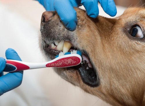 10 breeds of adorable dog most prone to developing dental problems and sore teeth