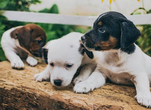 Girl Dog Names UK Here Are The 10 Most Popular Female Girl Names For 