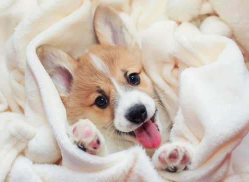 Corgi Facts: These are 10 fun bits of trivia you should know about the loving Welsh Corgi dog 🐶