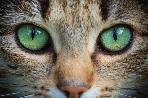Speedy Cats: 9 of the fasted breeds of fast cats who love to zoom - including the Egyptian Mau