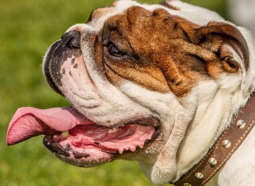 Heat Hating Dogs: These are the 10 breeds of adorable dog that need kept cool in high temperatures - including the loving French Bulldog 🐕