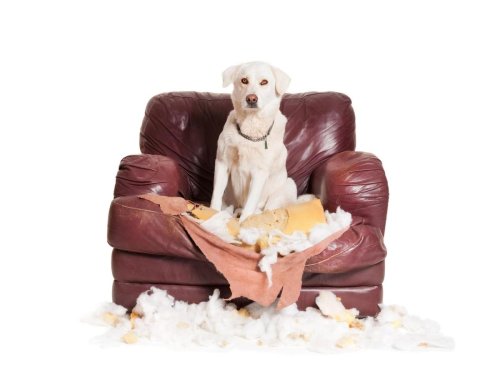 Destructive Dogs: These are the 10 most destructive breeds of adorable dog - including the loving Labrador 🐕