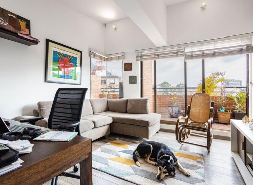 Flat Dogs: These are the 10 best breeds of adorable dog for owners living in a city apartment - including the loving Greyhound 🐶