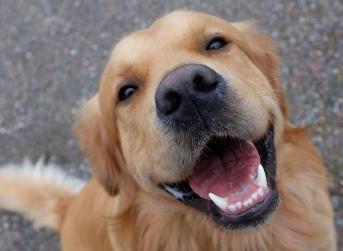 These are 10 fun and interesting dog facts about adorable Golden Retrievers