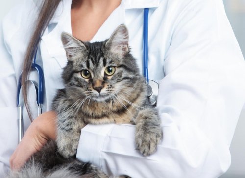 Healthiest Cats 2022: 10 cute cat breeds unlikely to need many vet visits