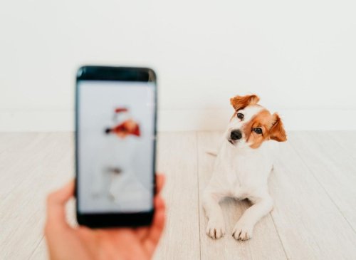 TikTok Dogs: Here are the 10 breeds of adorable dog that get most views on social media - including the loving Labrador 🐕