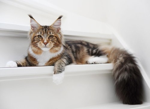 Cats with pre-existing conditions: 10 cat breeds most likely to become unwell