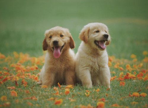 The world's 10 most popular puppy names for adorable Labrador Retrievers