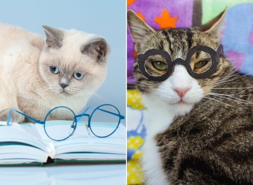 Clever cats: Here are 10 of the most intelligent cat breeds in the world