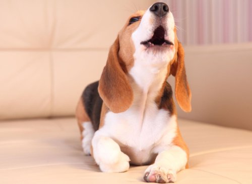 Here are the 10 loudest breeds of dog most likely to bark and howl - including the noisy Beagle