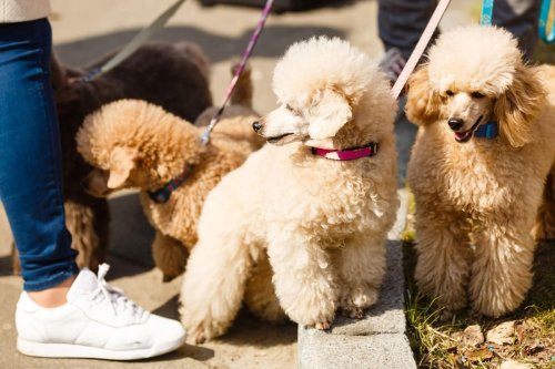 Hypoallergenic Dogs: Here are the 10 best breeds of adorable dog for owners with allegies - including the loving Labradoodle 🐶