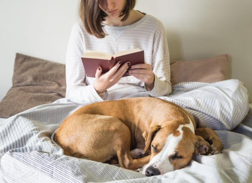 Dogs For Introverts: These are the 10 best breeds of adorable dog ideal for shy owners - including the loving Cavalier King Charles Spaniel 🐕