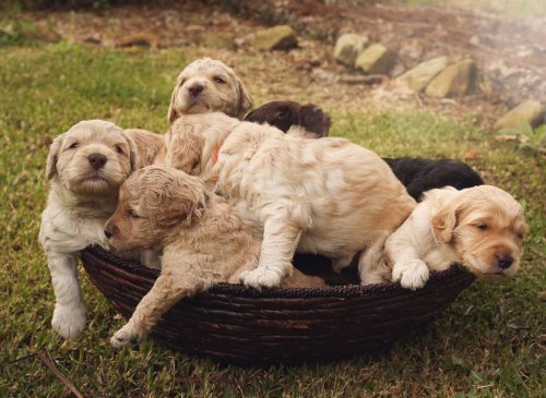 Here are the UK's 10 most popular and adorable crossbreed dogs - including the loving Cockapoo