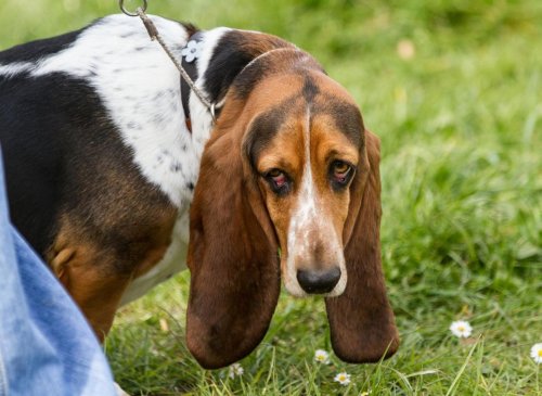 Top Basset Hound Facts: Here are 10 amazing dog facts you really should know about the loving Basset Hound 🐕