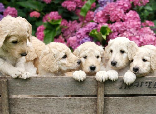Top Labradoodle Facts: Here are 10 fun dog facts you should know about the loving Labradoodle cross 🐕
