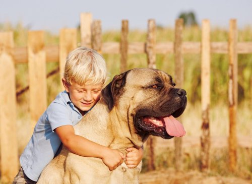 Here are the world's 13 largest breeds of adorable dog - cuddly and snuggly gentle giants