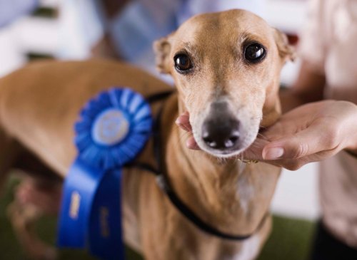 Showdogs: Here are the 11 breeds of adorable dog that have won most Crufts Best in Show titles