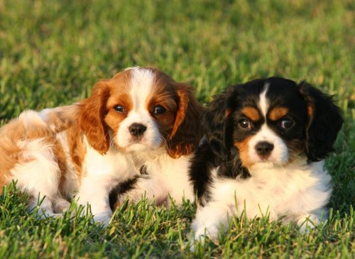 10 interesting facts you should know about the popular and cheeky Cavalier King Charles Spaniel