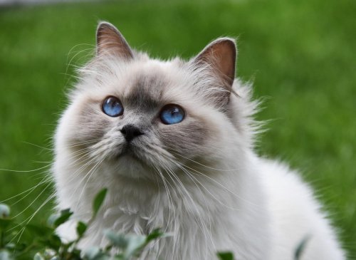 Here are 10 cat breeds that are large - and definitely in charge, including the Scottish Fold