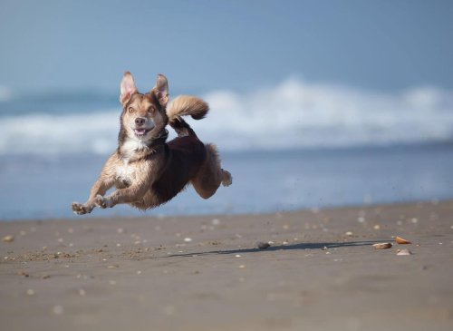 Is My Dog Healthy? These are 10 signs your loving dog is feeling happy and in great health 🐕