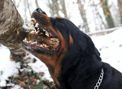 The 11 breeds of dog that have the strongest bite – including the mighty Rottweiler